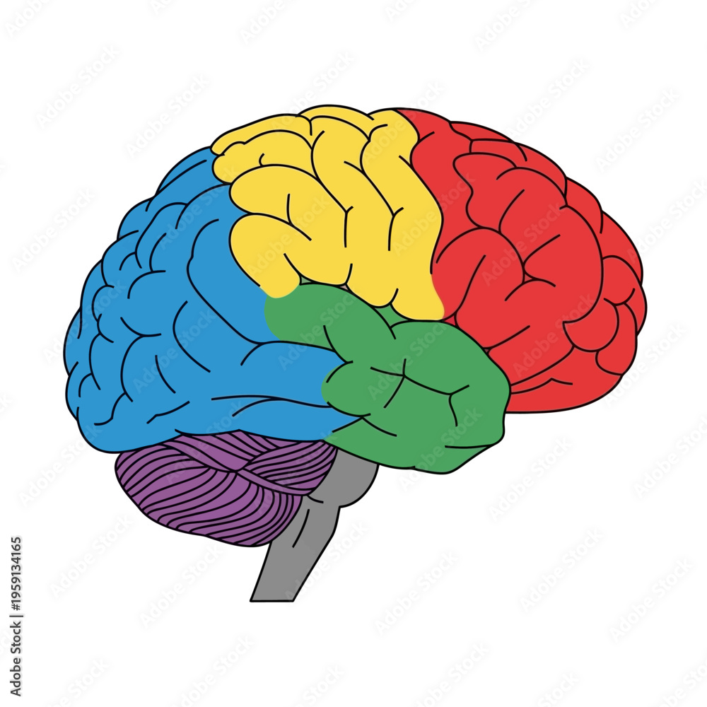 Fototapeta premium Colorful human brain illustration showing different lobes.