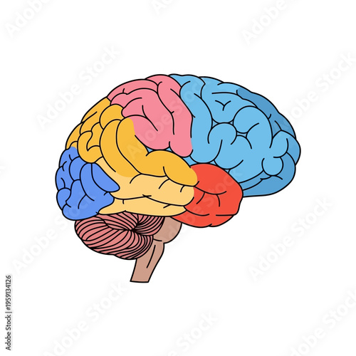 Colorful human brain illustration representing different lobes.