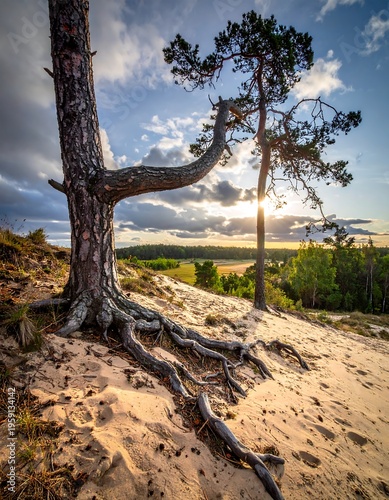 Pine tree roots in sandy dunes at sunset