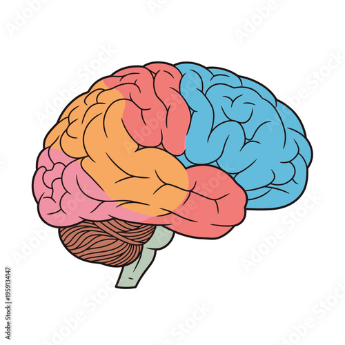 Colorful human brain illustration with distinct lobes.
