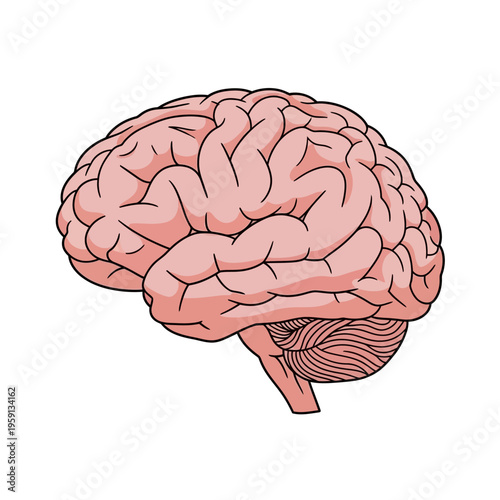 Detailed illustration of a human brain side view.