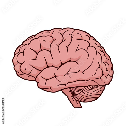Detailed illustration of a human brain side view.