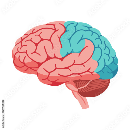 Human Brain Anatomy Illustration with Highlighted Lobes.