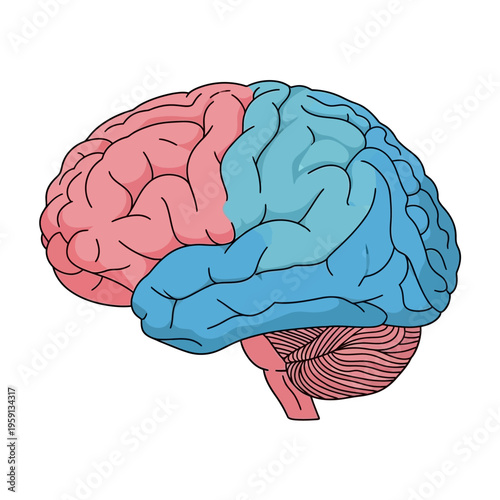 Human Brain Illustration with Distinct Hemispheres.