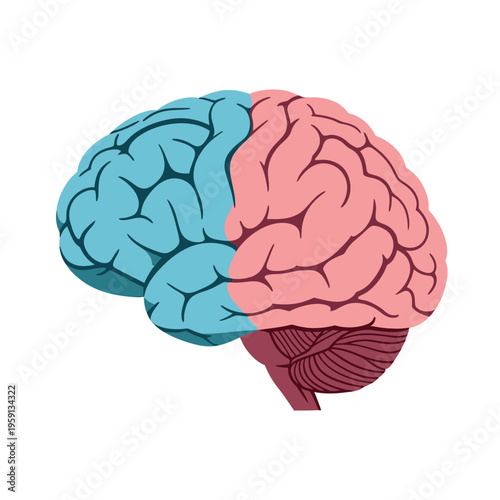 Human Brain Illustration with Left and Right Hemispheres Highlighted.