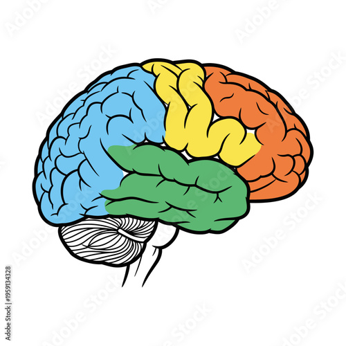 Human Brain Lobes Diagram Illustrating Different Regions.