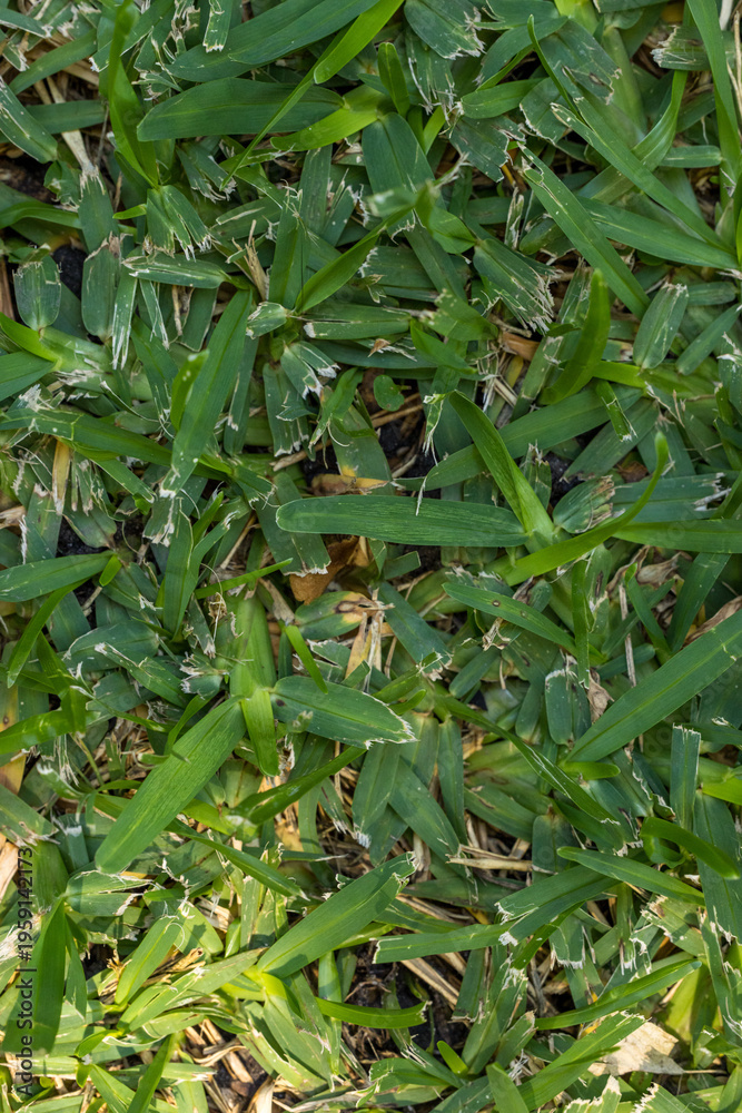 Fototapeta premium Green grass texture background with dense natural pattern