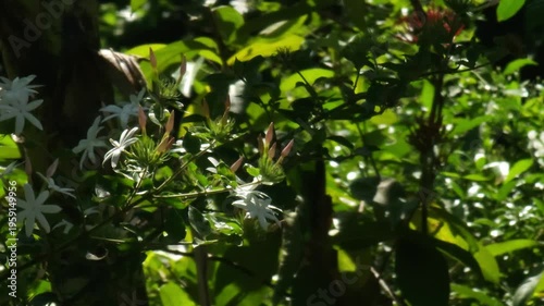 close up of green leaves in sunlight