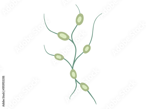 Hand Drawn Swollen Lymph Nodes