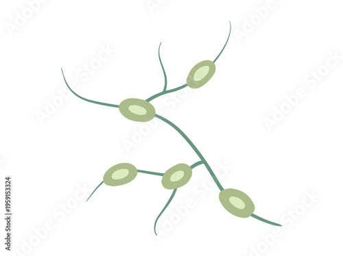 Hand Drawn Swollen Lymph Nodes