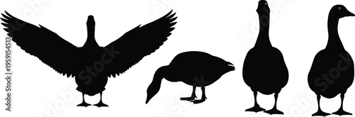 Black silhouette illustrations of domestic geese and ducks in various poses including wings spread, grazing, and standing isolated on a white background for design.
