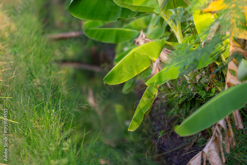 green beans in the garden
