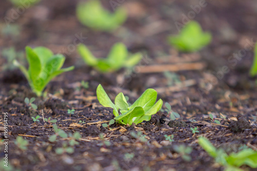 green sprout growing in soil