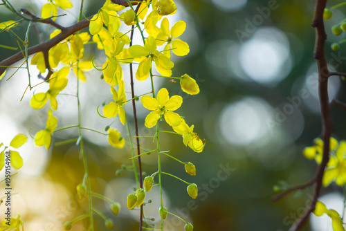 The national flower of Thailand is the Cassia fistula, a flower with yellow petals.