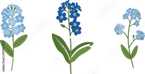 Forget Me Not Flower Set with Blue Blossoms and Green Leaves in Botanical Illustration Style for Nature and Floral Design Elements