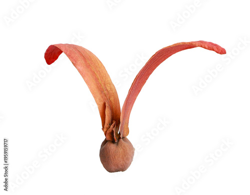 Forest Dipterocarpus fruits in dry season, fallen seeds, isolated on transparent background