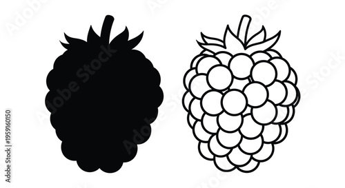 Black raspberry and red raspberry side by side in a simple illustration