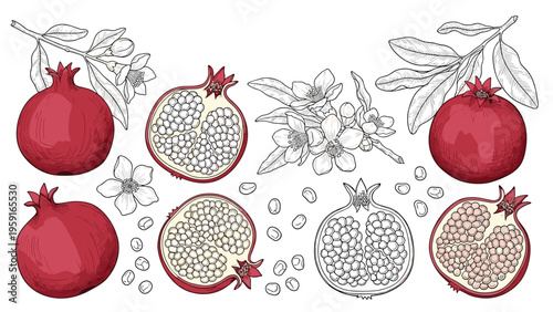 Detailed botanical illustration of ripe pomegranates with whole fruit sliced halves and delicate flowers in a vintage hand drawn style.