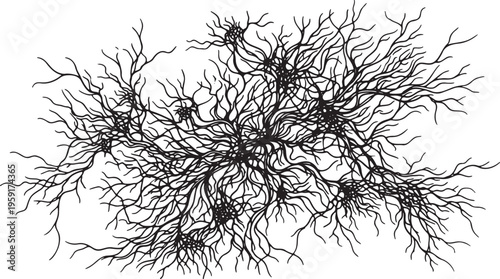 Neuron, neural network, brain cell connections, black and white vector illustration, neuroscience, biology