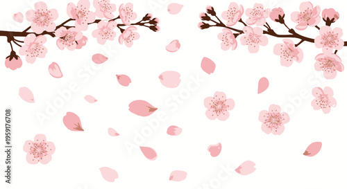 Pink Cherry Blossom Petals Falling Down.