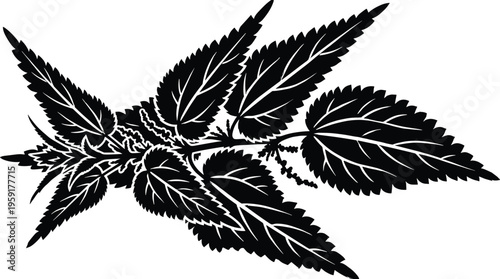 Nettle plant leaves and branch isolated on white background