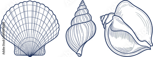 Seashell Collection Set with Scallop, Spiral Shell, and Marine Ocean Elements in Detailed Line Art Style for Coastal and Beach Design