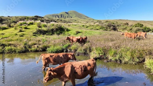 水浴びをする阿蘇のあか牛