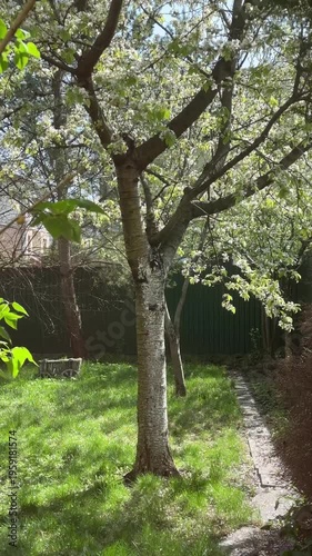 Blooming tree in sunny backyard garden with path