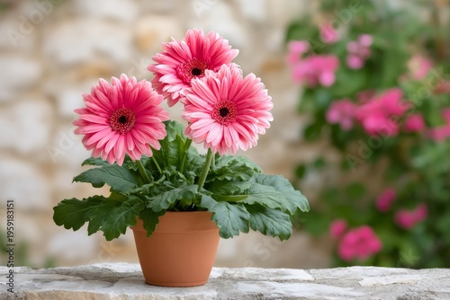 Pink gerbera daisies blooming in terracotta pot
