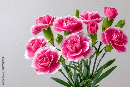Pink carnation flowers blooming with green stems