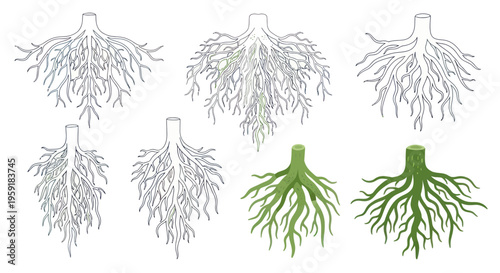 Root System Illustrations: Variety of Tree Roots and Stumps
