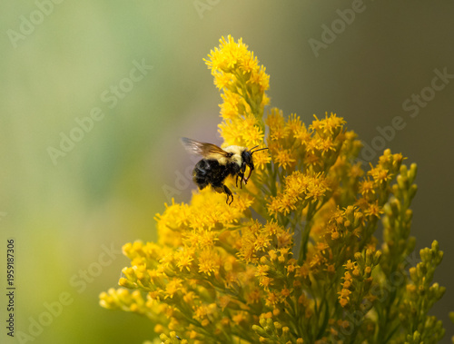Wallpaper Mural Carpenter bee pollinating a goldenrod flower Torontodigital.ca