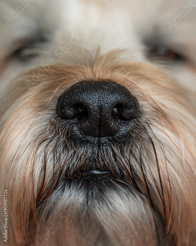 Wallpaper Mural Close up macro shot of black nose of a furry brown dog. Torontodigital.ca