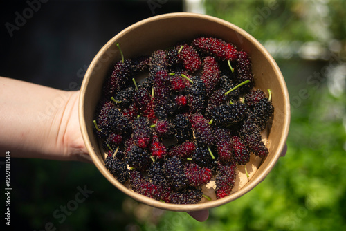 Mulberry fruit in a bowl in woman hand on blurred background