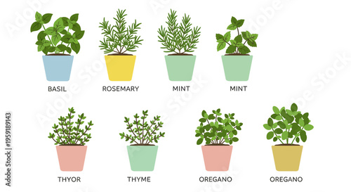 Collection of Potted Herbs for Culinary Use.