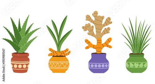 Four potted plants including aloe vera and ginger.