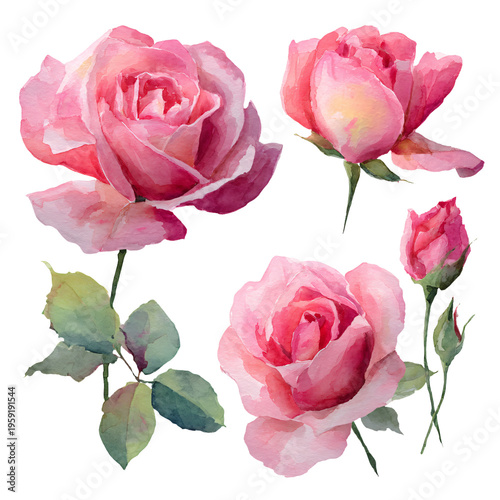 Exquisite Set of Pink Rose Watercolor Flowers Isolated on White Background