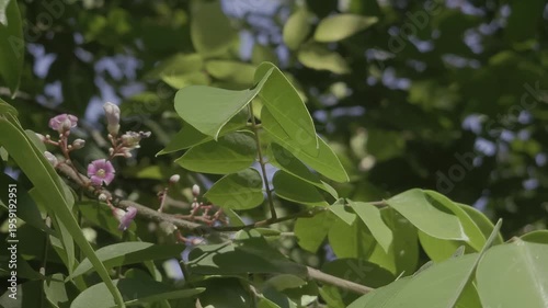 green leaves in the garden