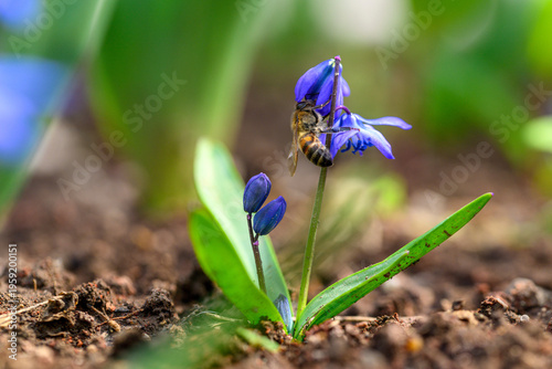 Fotografie Close-up of a honey bee gathering nectar from a blue scilla flower