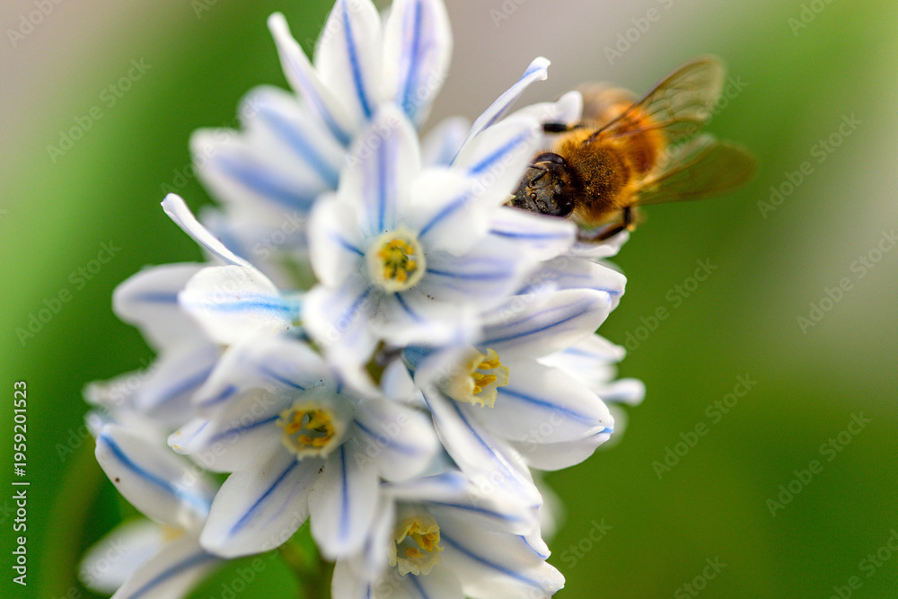 Obraz premium Close-up of a bee on striped white flowers