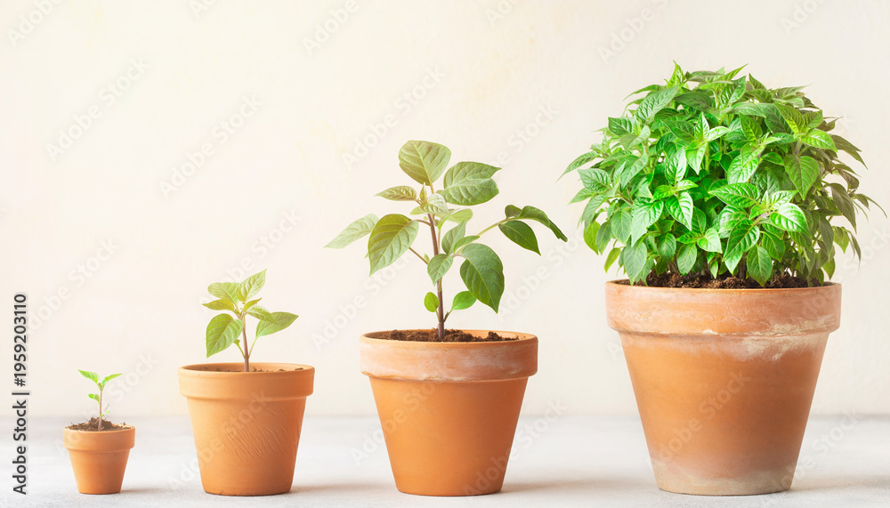 Fototapeta premium Four potted plants display growth stages on a neutral surface. Perfect for illustrating plant growth, gardening, or botanical concepts in design projects.