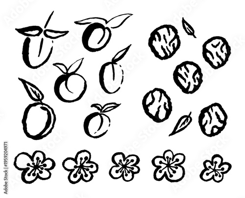 Set of pickled and fresh plums with leaves and flowers. Ink black hand drawn line illustration on white background.