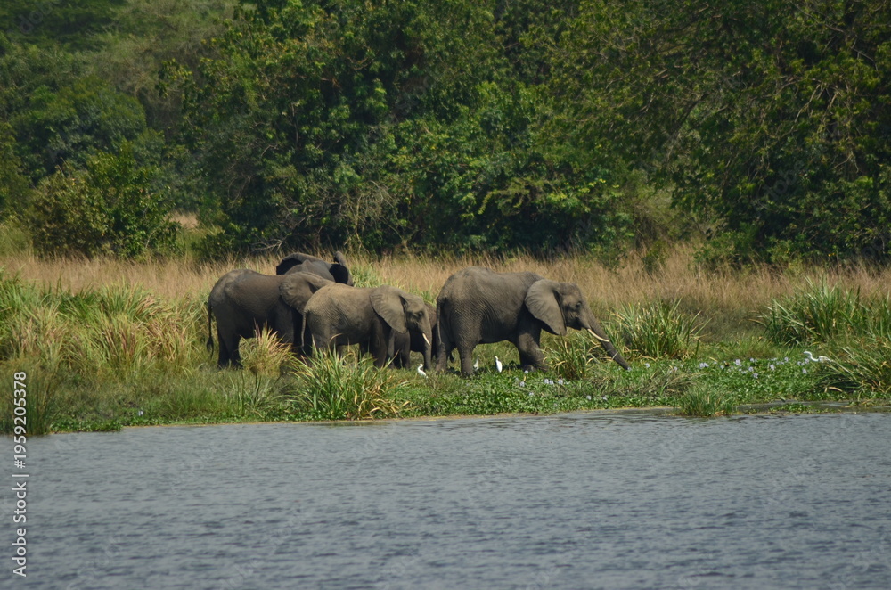Fototapeta premium African elephants drinking water by river in natural savanna habitat with green vegetation and trees
