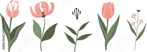 Elegant Tulip Flower Vector Set Featuring Minimal Botanical Illustrations with Leaves and Blossoms in Soft Colors for Spring Design Collection