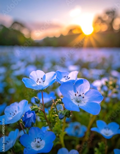 A field of delicate blue blooms bathed in golden sunlight, with blurred trees and the setting sun in background