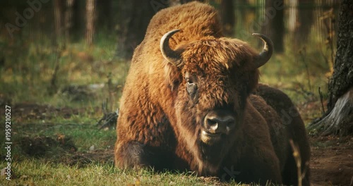 European Bison Or Bison Bonasus, Also