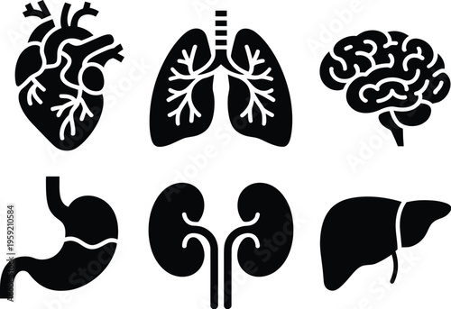 Human organs vector set, minimalist illustrations featuring heart lungs brain stomach kidneys and liver designed for medical education anatomy study and healthcare design.