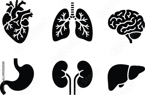 Human organs vector set, clean minimalist medical illustrations of heart lungs brain stomach kidneys and liver for anatomy education scientific diagrams and health graphics.