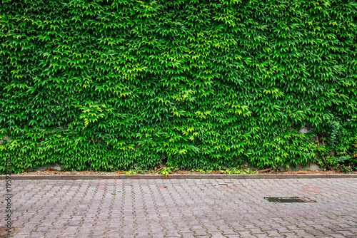 Green Ivy Wall On The Building Facade