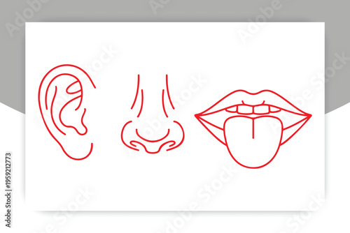 Sensory Perception: A minimal illustration showcases the human senses of hearing, smell, and taste through simplified line drawings of an ear, nose, and mouth.